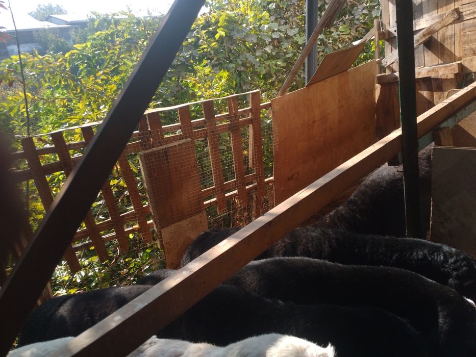 Qoyxona,qiyoyga hona yasasb tayyor qoy katagi