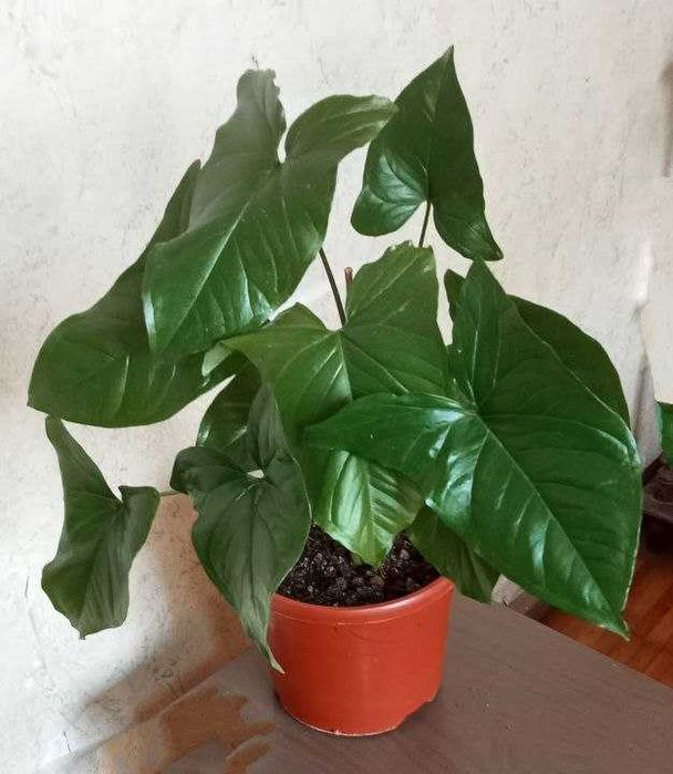 Продам. Сингониум