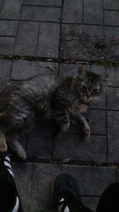 Отдам кота в добрые руки