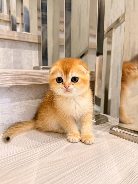 На продаже золотый шиншиллы
