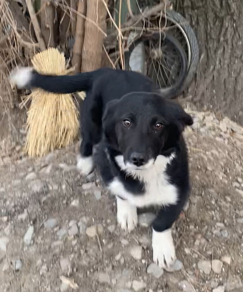 Отдам собаку, небольшой, звонок, привит