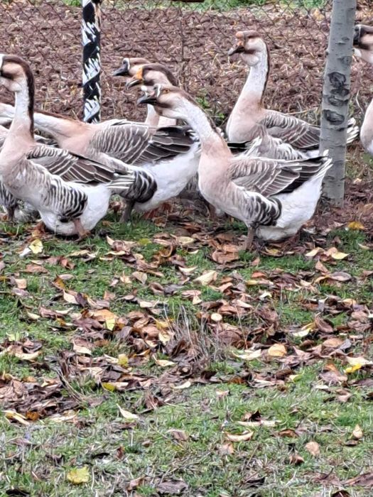 Gaste si Gascani Superbi