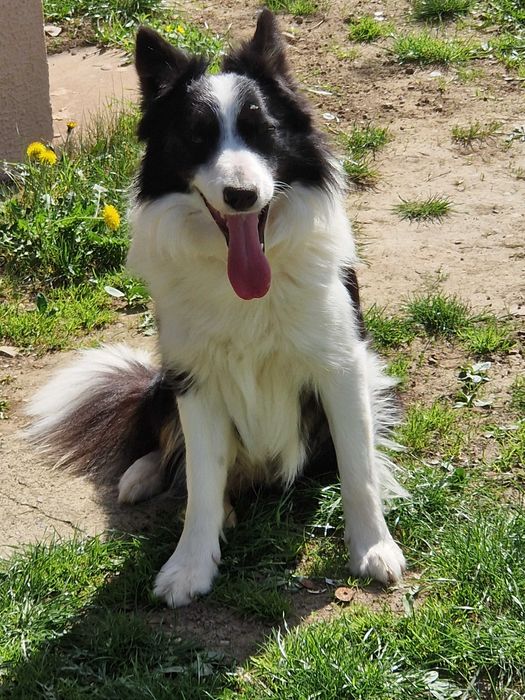 Vand pui Border Collie
