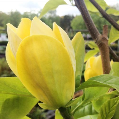 Magnolia Galbena intens Parfumata