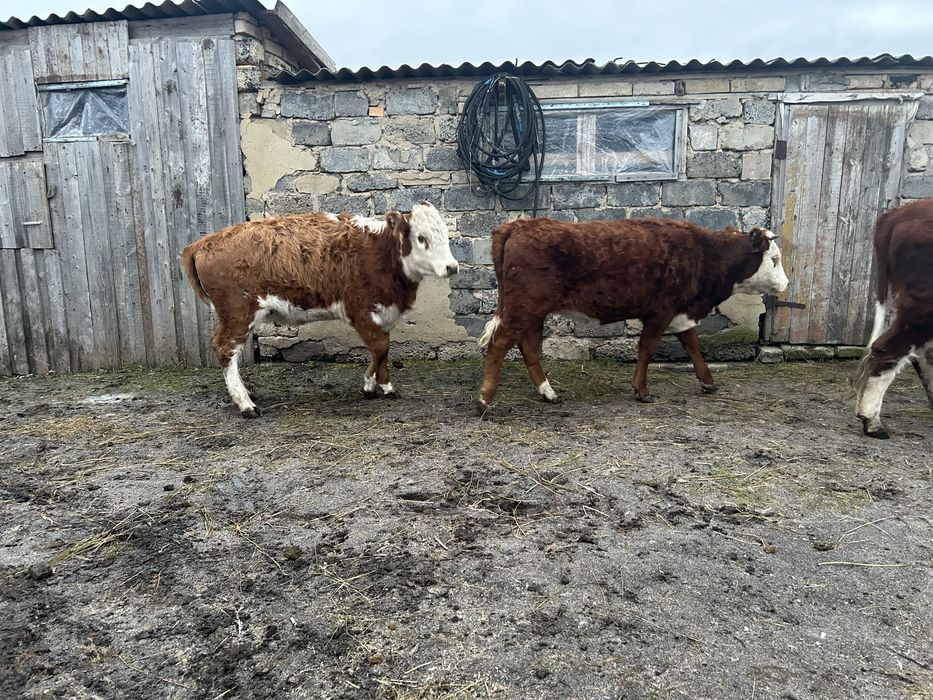 Продам телку 11 мес