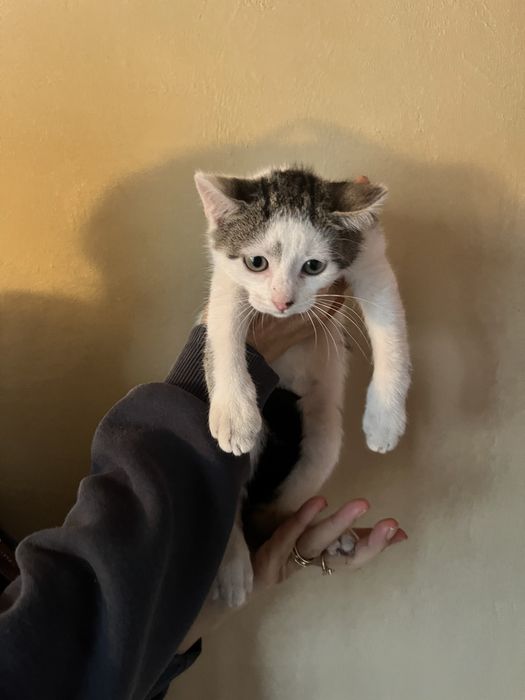 Donez pui de pisică