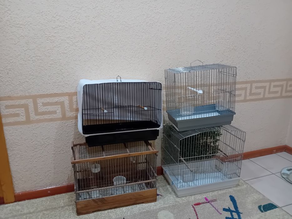 Qafasla sotiladi optim