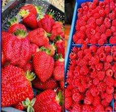 ВЕЛИКОЛЕПЕН Био Разсад Целогодишни Ягоди и Малини