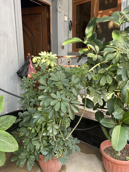 Гул ишкивозлари учун тезкор сотилади