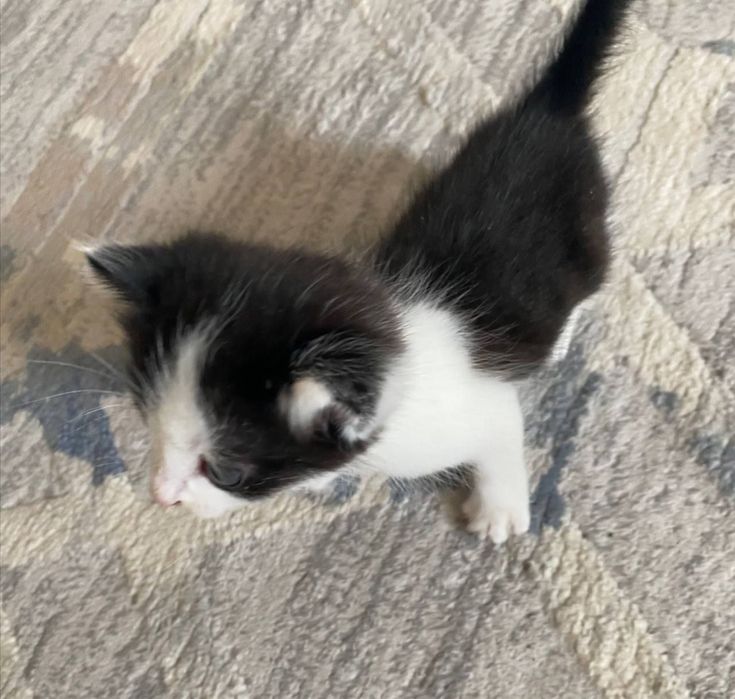 Котенок ищет семью!