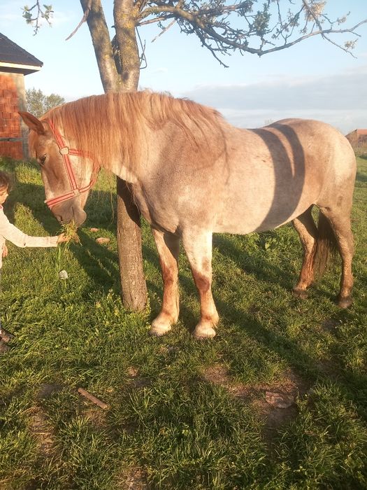 Iapa de vnzare 7 ani