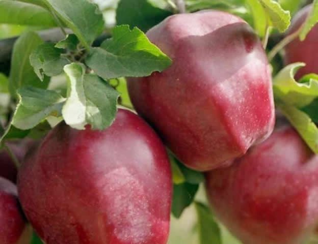 Pomi Fructiferi stravechi din glia stamoseasca soiuri de mar