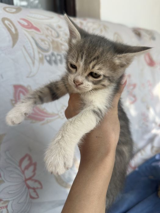 Отдам кошки.