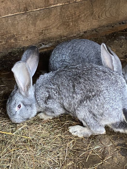 Masculi Urias German