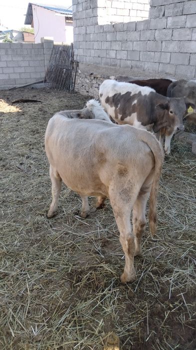 Продаётся бички подсосы 12 голов срочно