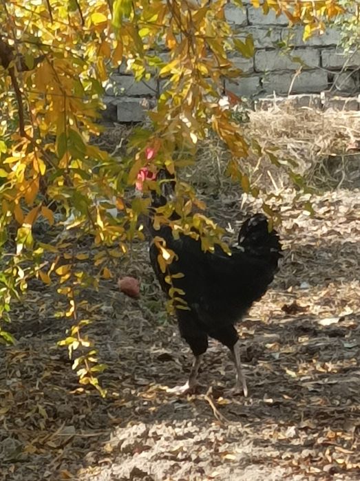 Қора дамашни хўрозлар