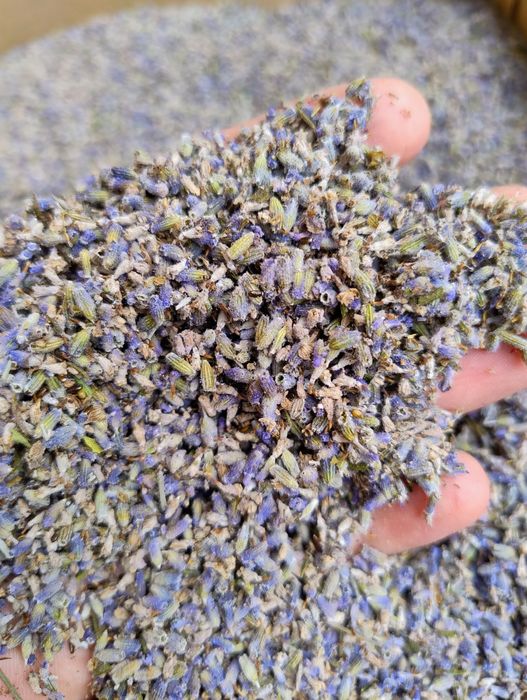 Floare de lavandă uscată