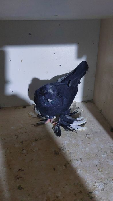 Кептер. Голуби. Красный. Соч.