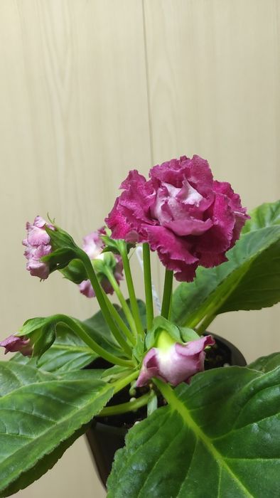 Глоксиния комнатное растение комнатный цветок