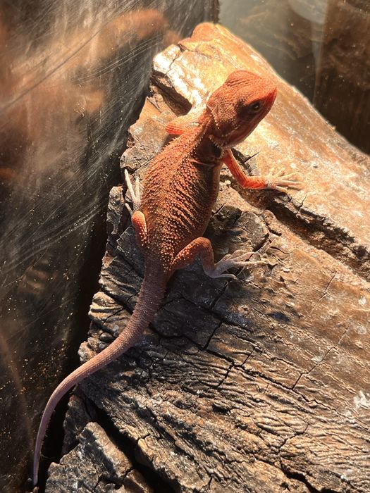 Red dragon+ terariu complet