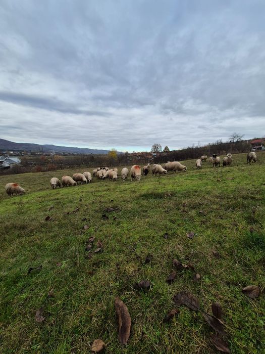 Vând oi breze ,oacheșe ,bucălai