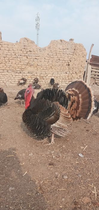 Erkak Kurka sotiladi