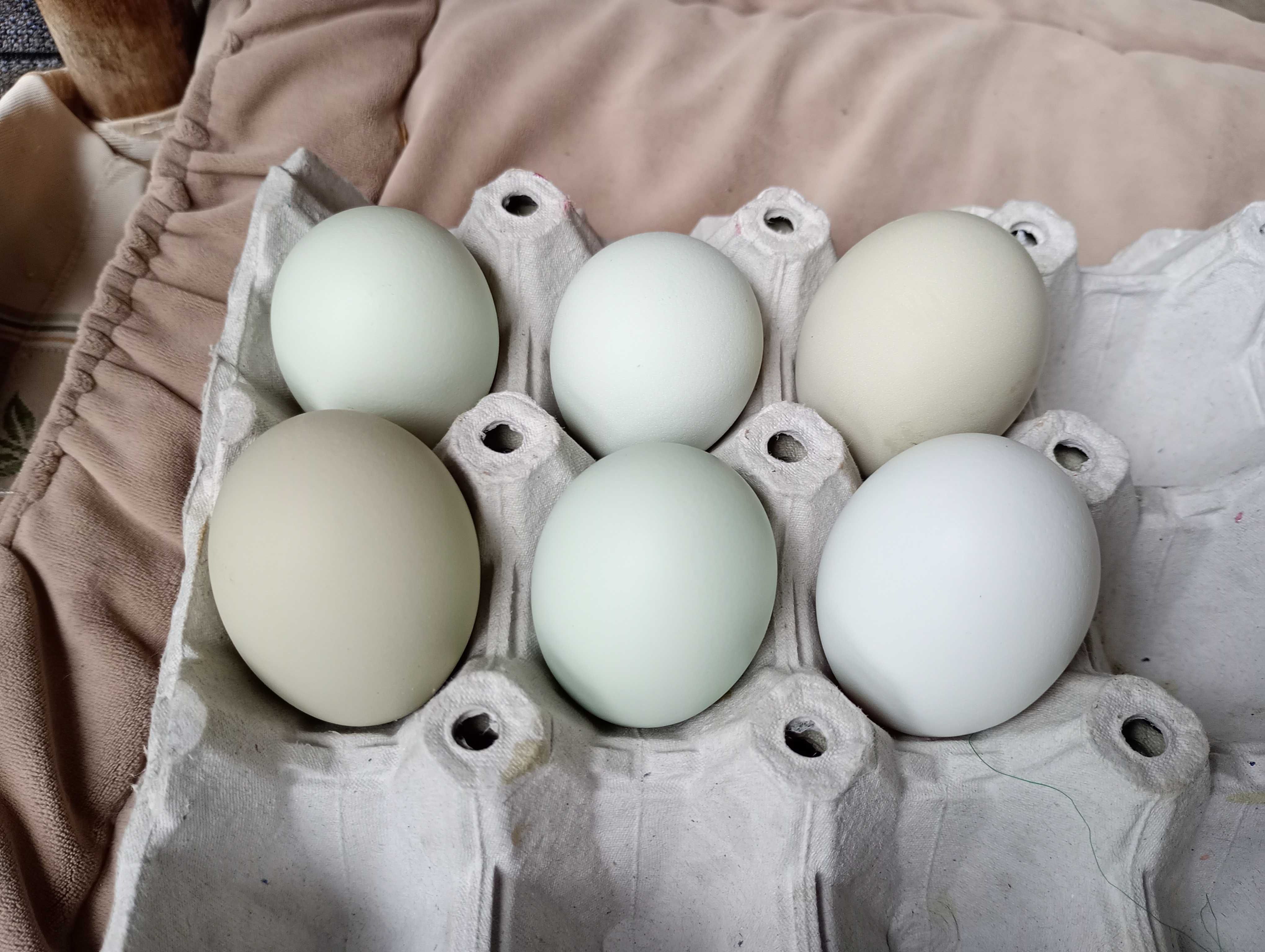 Продавам яйца от различни видове кокошки