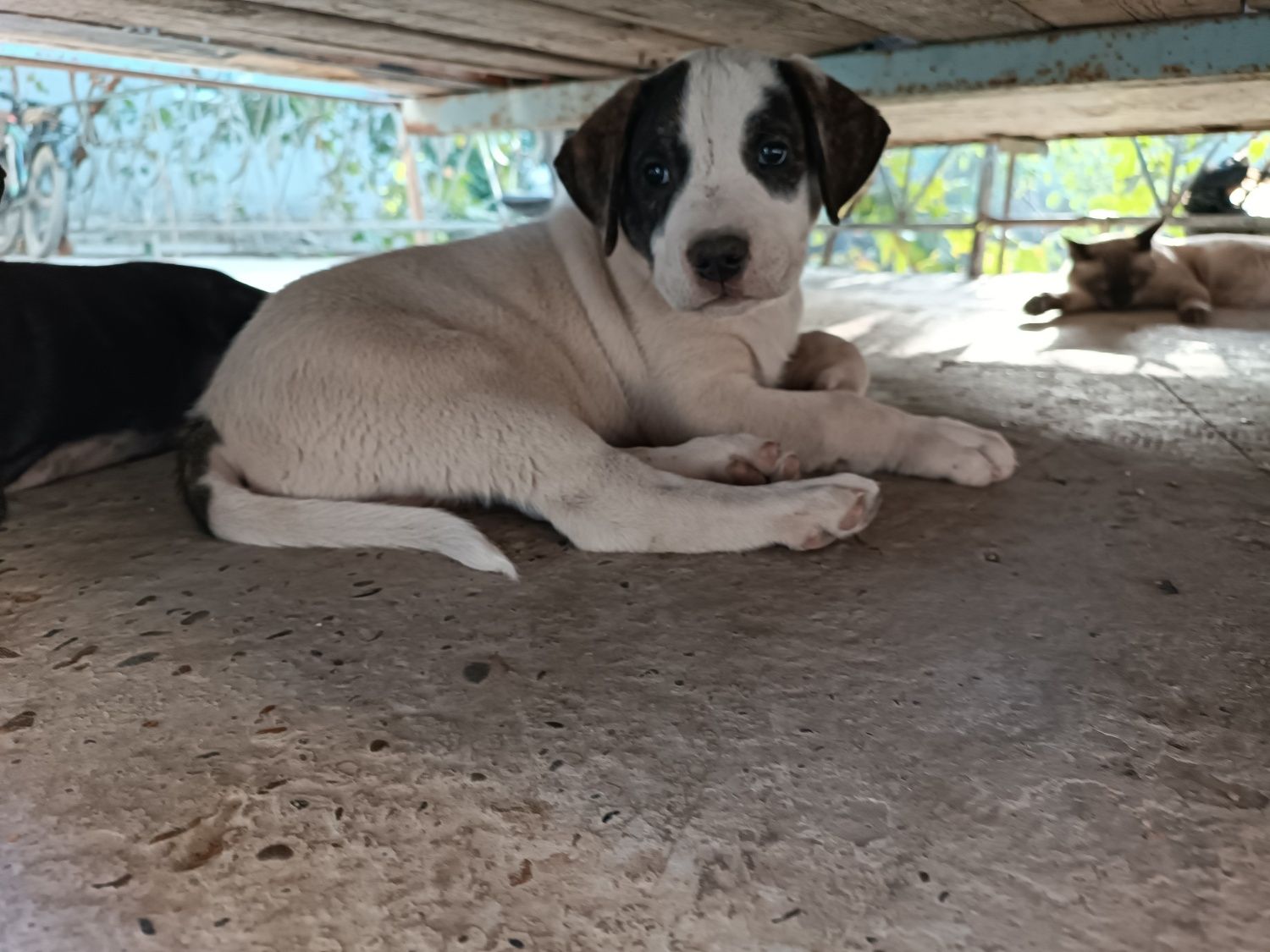 Pitbull kuchuklar ayol va erkak 2 oylik