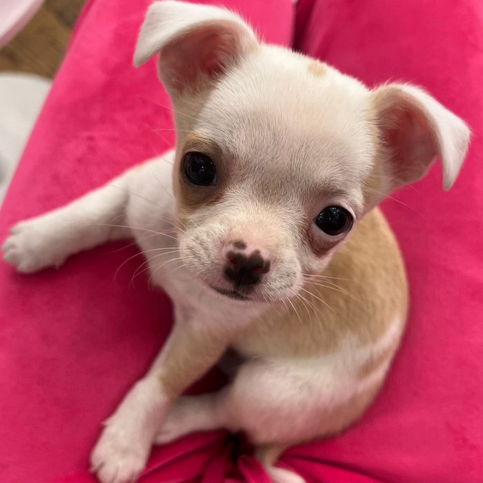 Мини чихуахуа на 2 месеца