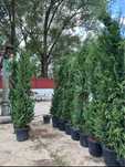 Cupressus leylandii 2.5m - 3m gard viu, calitate premium, super oferta