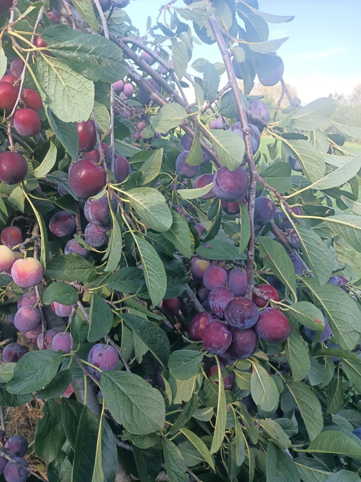 prune pt piata și țuică