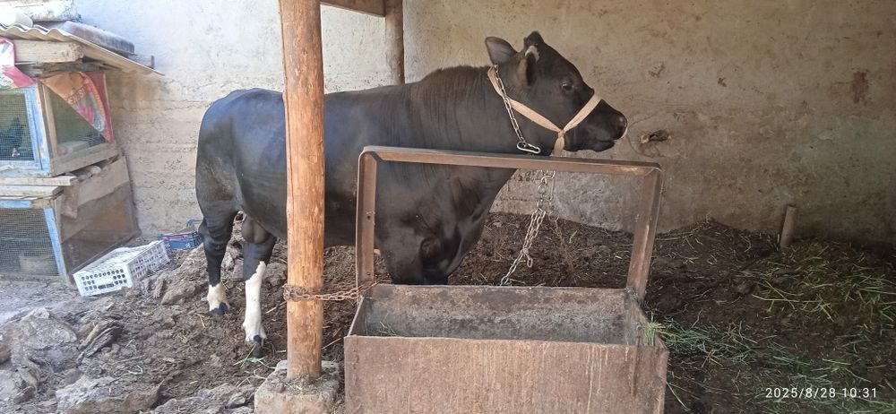 Гибрид ҳўкизча наслликка