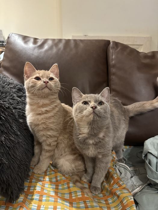 British Blue Point Британски