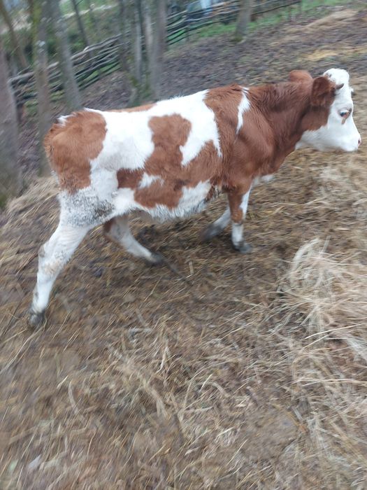 Vând vițea bălțată românească