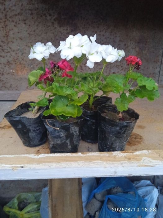 Герань многолетный