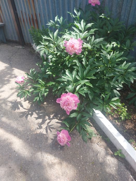 Продам клубни пионов