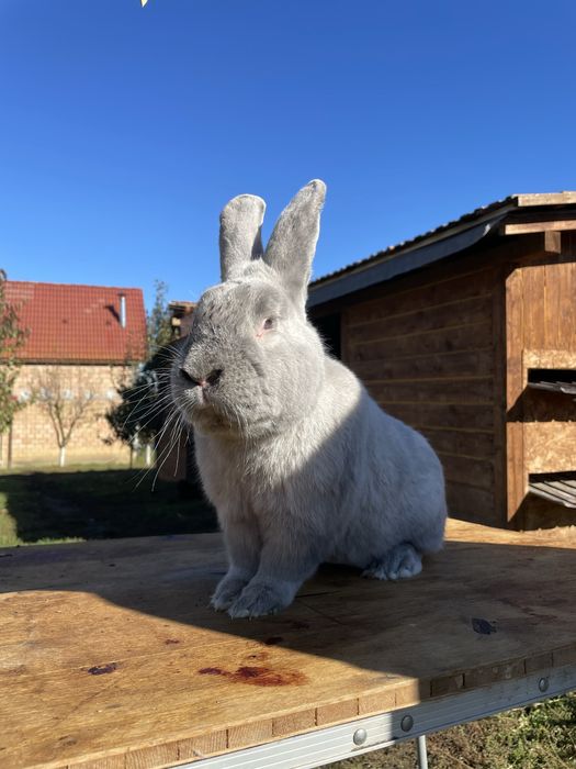 Iepure secuiesc albastru