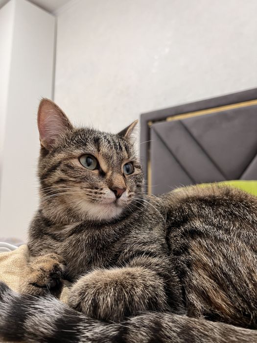 Отдам кошку в хорошие руки