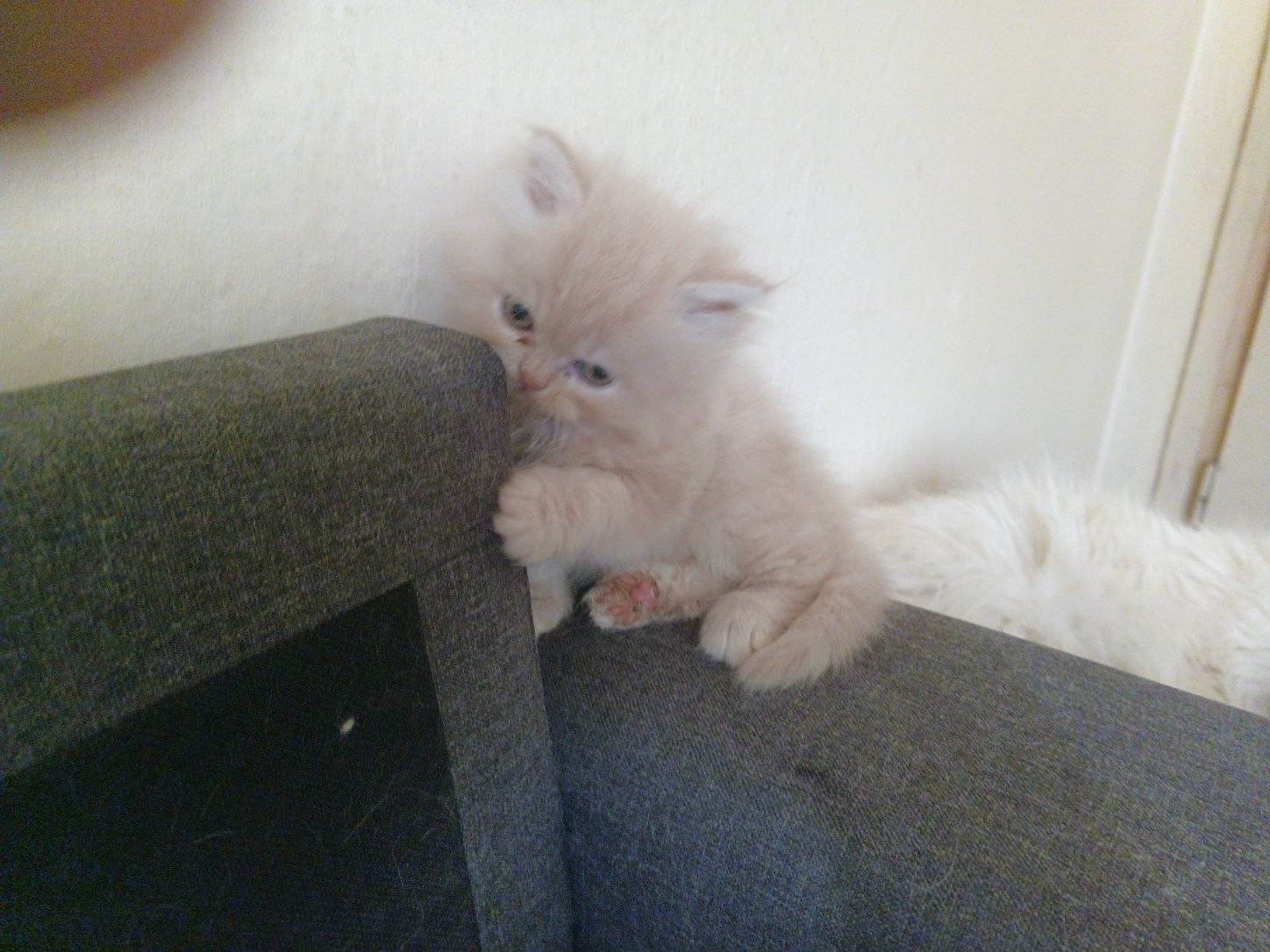 Персийски котета