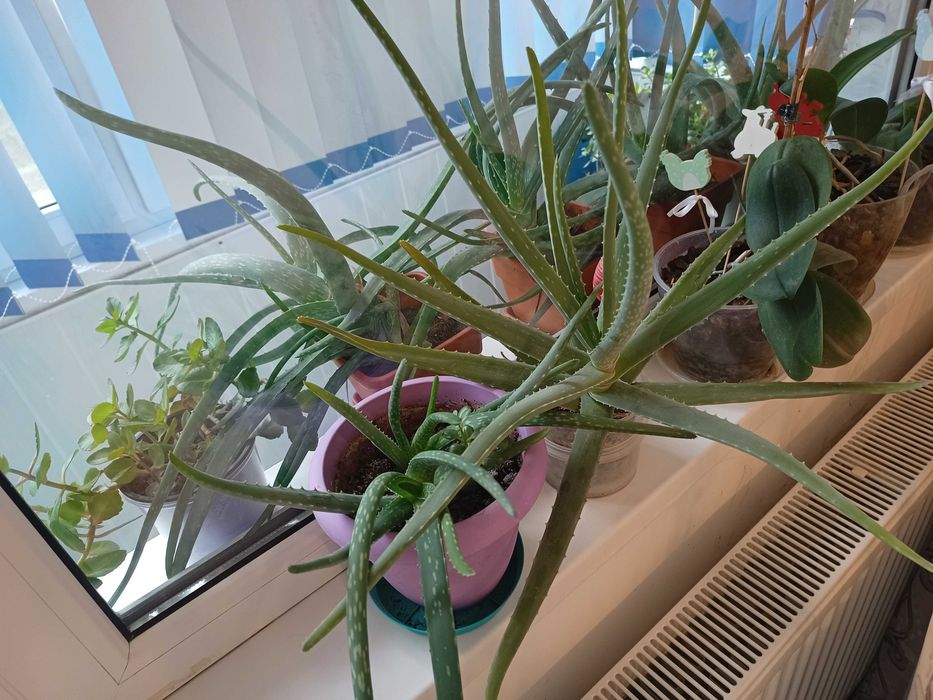Vând Aloe  Vera.