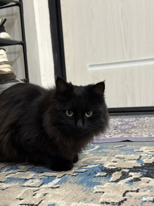 Qora mushuk, Mujik, sokin