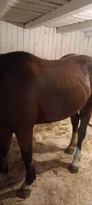 Vând mânza de un an jumate