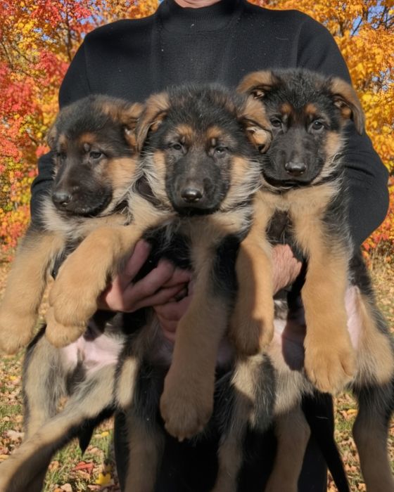 Продаются шенки чистокровных немецких овчарок
