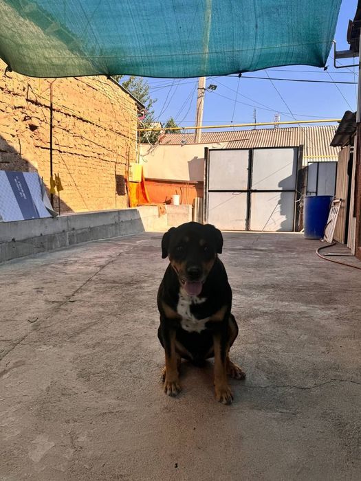 Собака ротвейлер