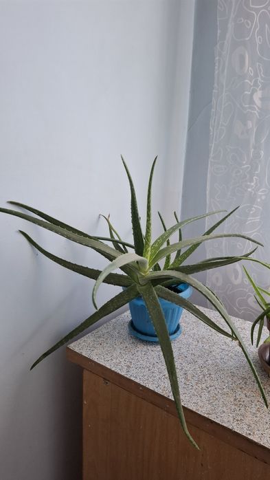 Алоэ трехгодичная за 1500