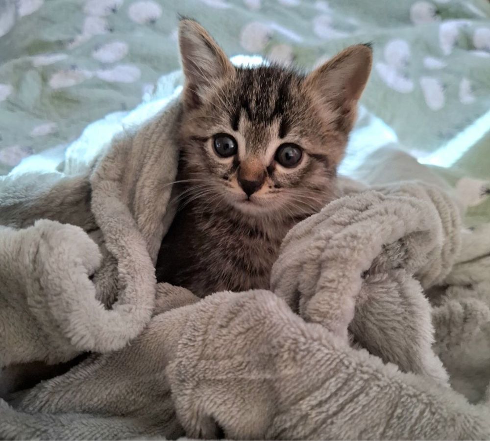 Котенок ищет дом