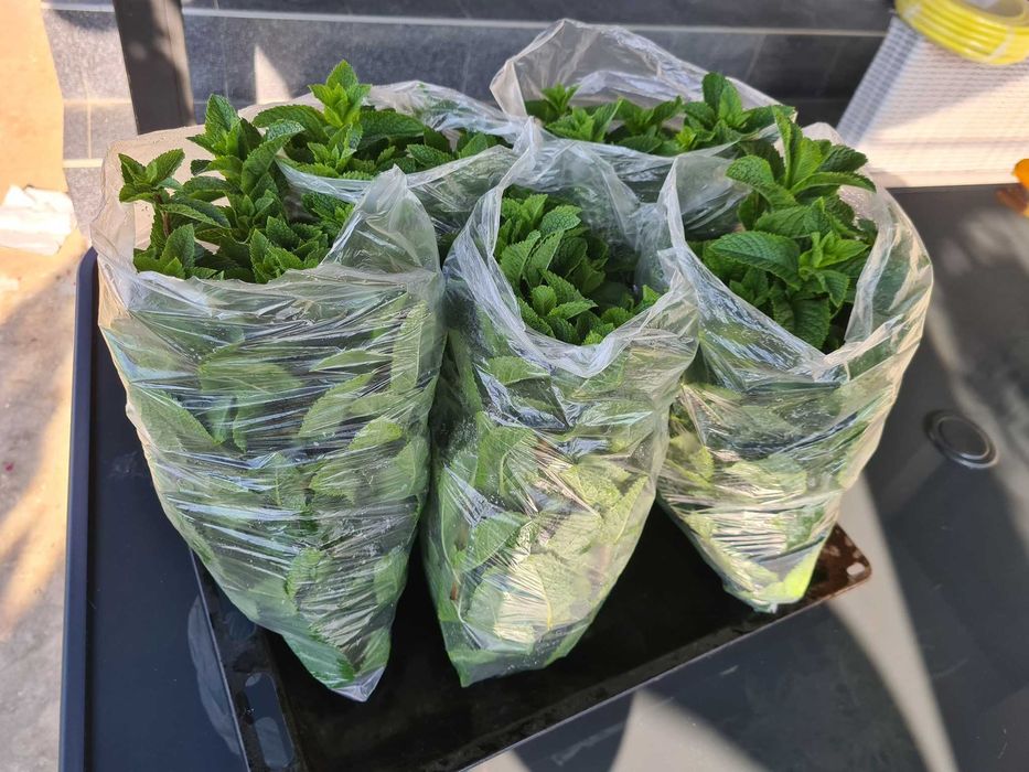 Menta olandeza proaspata, bio - colaborare baruri / restaurante