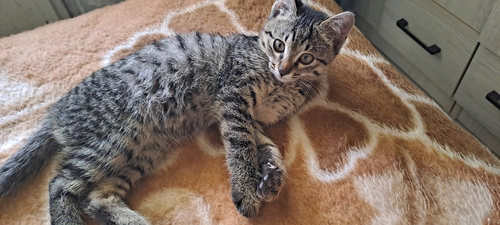 Отдам катенка в добрые руки