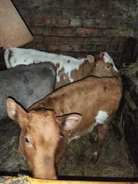 Продам телочек от молочных коров