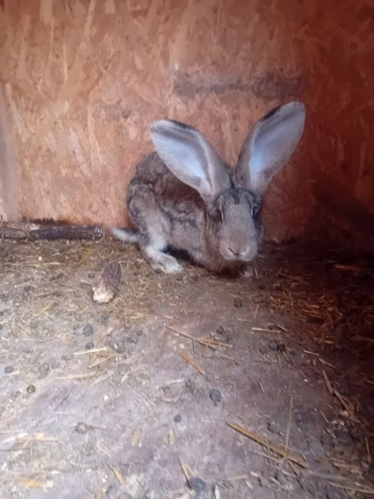 Vând/schimb femela Uriaș German